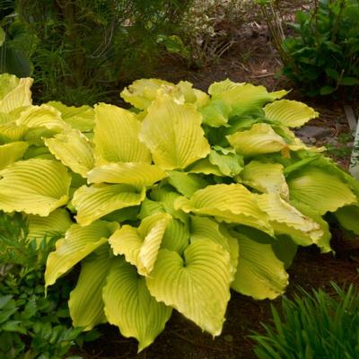 Hosta 'Coast to Coast'